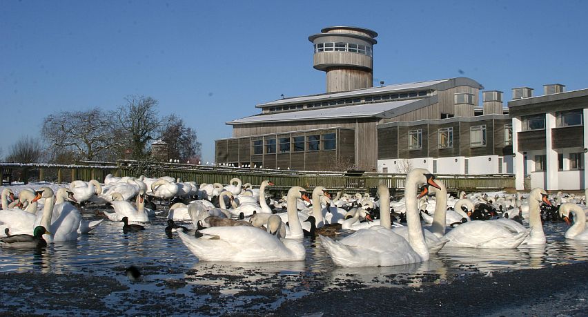 Swans in front of the observation tower at Slimbridge. 
